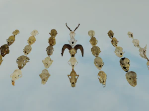 35 IN 1 ANIMALS SKULL GAME READY 3D MODEL 3D Model