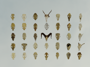 35 IN 1 ANIMALS SKULL GAME READY 3D MODEL Model 3D