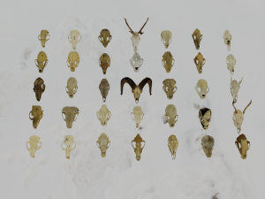 35 IN 1 ANIMALS SKULL GAME READY 3D MODEL Model 3D