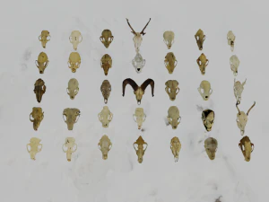 35 IN 1 ANIMALS SKULL GAME READY 3D MODEL 3D Model