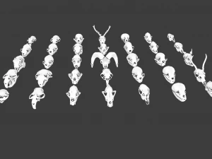35 IN 1 ANIMALS SKULL GAME READY 3D MODEL 3D Model
