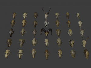 35 IN 1 ANIMALS SKULL GAME READY 3D MODEL Model 3D