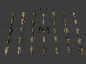 35 IN 1 ANIMALS SKULL GAME READY 3D MODEL 3D Model