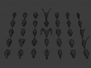 35 IN 1 ANIMALS SKULL GAME READY 3D MODEL Model 3D