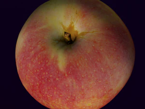 APPLE LOW POLY GAMEREADY 3D Model