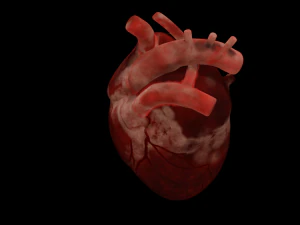 HUMAN HEART BAR LOW POLY GAMEREADY 3D Model