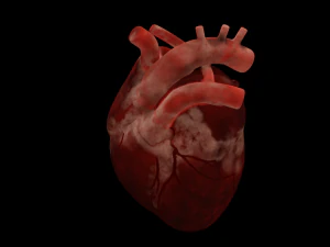 HUMAN HEART BAR LOW POLY GAMEREADY 3D Model