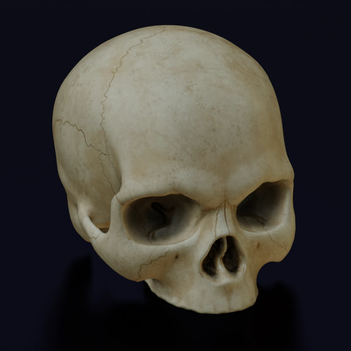 HUMAN HEAD SKULL LOW POLY GAME READY 3D Model .c4d .max .obj .3ds .fbx .stl .blend 