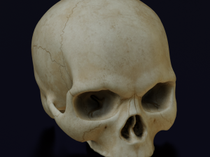 HUMAN HEAD SKULL LOW POLY GAME READY 3D Model