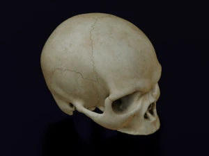 HUMAN HEAD SKULL LOW POLY GAME READY 3D Model