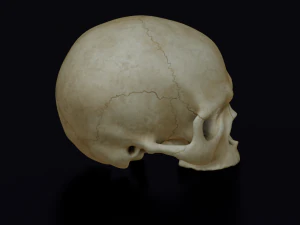 HUMAN HEAD SKULL LOW POLY GAME READY 3D Model