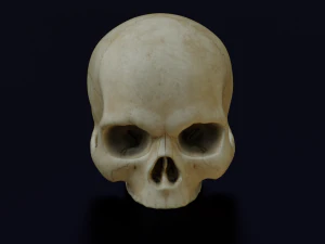 HUMAN HEAD SKULL LOW POLY GAME READY 3D Model
