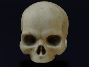 HUMAN HEAD SKULL LOW POLY GAME READY 3D Model