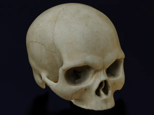 HUMAN HEAD SKULL LOW POLY GAME READY 3D Model