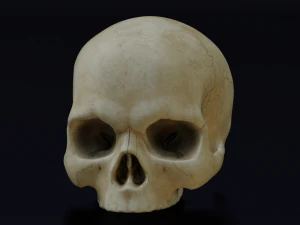 HUMAN HEAD SKULL LOW POLY GAME READY 3D Model