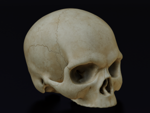 HUMAN HEAD SKULL LOW POLY GAME READY 3D Model