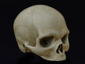 HUMAN HEAD SKULL LOW POLY GAME READY 3D Model