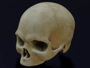 HUMAN HEAD SKULL LOW POLY GAME READY 3D Model
