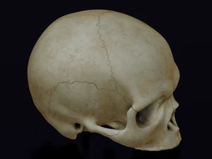 HUMAN HEAD SKULL LOW POLY GAME READY 3D Model
