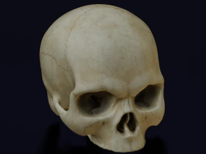 HUMAN HEAD SKULL LOW POLY GAME READY 3D Model