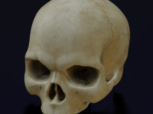 HUMAN HEAD SKULL LOW POLY GAME READY 3D Model