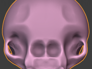 Skull 3D 模型