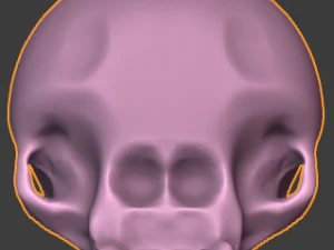 Skull 3D Model