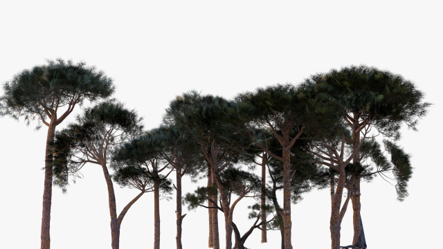 italian stone pine - pinus pinea and pinaster 3D मॉडल .c4d .max .obj .3ds .fbx .stl .blend 