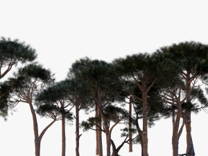 italian stone pine - pinus pinea and pinaster 3D 모델