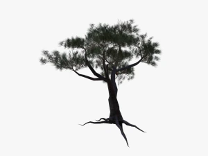 italian stone pine - pinus pinea and pinaster 3D Model