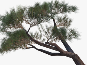 italian stone pine - pinus pinea and pinaster 3D मॉडल