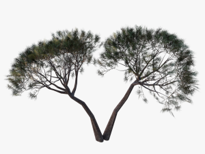 italian stone pine - pinus pinea and pinaster 3D मॉडल