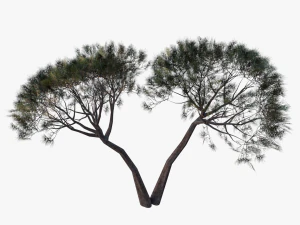 italian stone pine - pinus pinea and pinaster 3D Model
