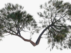 italian stone pine - pinus pinea and pinaster 3D मॉडल