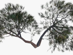 italian stone pine - pinus pinea and pinaster 3D Model