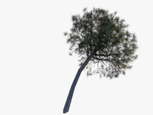 italian stone pine - pinus pinea and pinaster 3D मॉडल