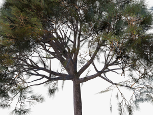 italian stone pine - pinus pinea and pinaster 3D मॉडल