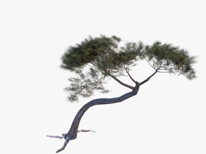italian stone pine - pinus pinea and pinaster 3D मॉडल