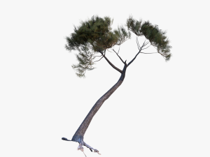 italian stone pine - pinus pinea and pinaster 3D मॉडल