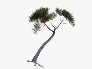 italian stone pine - pinus pinea and pinaster 3D Model