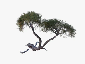 italian stone pine - pinus pinea and pinaster 3D Model