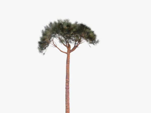 italian stone pine - pinus pinea and pinaster 3D Model