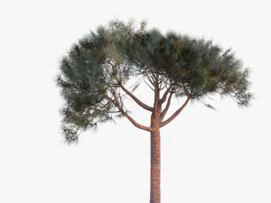 italian stone pine - pinus pinea and pinaster 3D Model