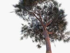 italian stone pine - pinus pinea and pinaster 3D मॉडल