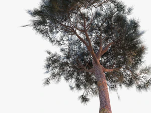 italian stone pine - pinus pinea and pinaster 3D Model