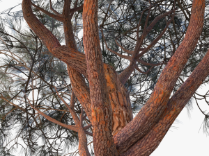 italian stone pine - pinus pinea and pinaster 3D मॉडल
