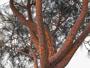 italian stone pine - pinus pinea and pinaster 3D Model
