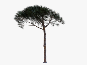 italian stone pine - pinus pinea and pinaster 3D मॉडल