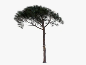 italian stone pine - pinus pinea and pinaster 3D Model