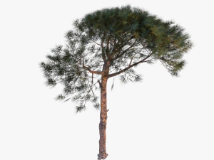 italian stone pine - pinus pinea and pinaster 3D मॉडल